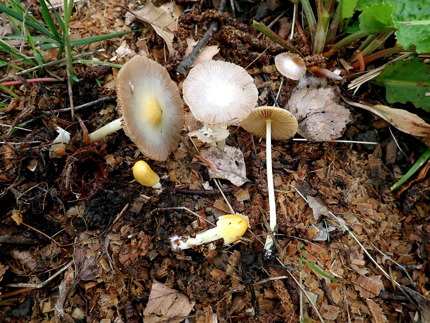 Photo by Penny Cullington Bolbitius titubans by Penny Cullington